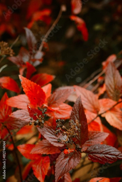 Fototapeta Red, autumn leaves. Photinia, commonly known as the Red Robin, is a flowering perennial evergreen shrub