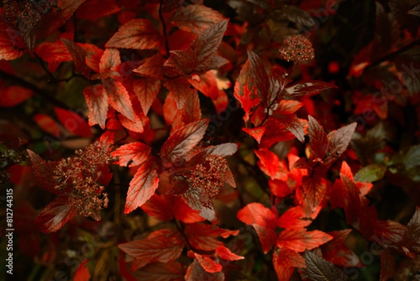 Fototapeta Red, autumn leaves. Photinia, commonly known as the Red Robin, is a flowering perennial evergreen shrub