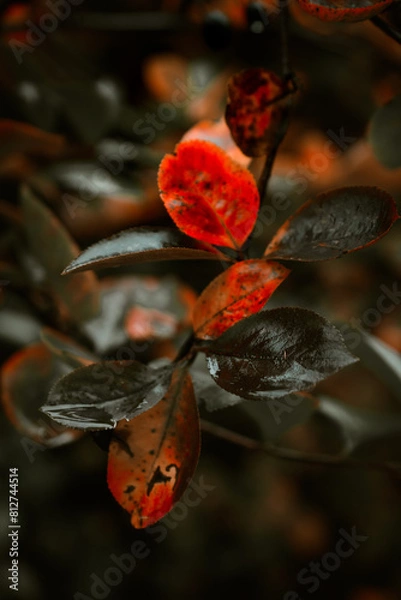Fototapeta Red leaves of barberis in autumn. Background photo of autumn. Decorative garden shrub. Poster with autumn leaves