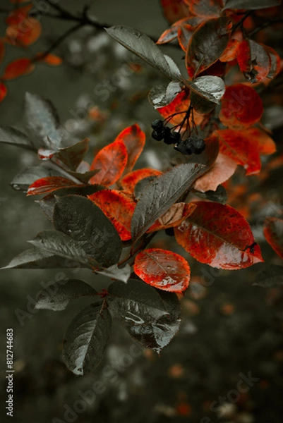 Fototapeta Red leaves of barberis in autumn. Background photo of autumn. Decorative garden shrub. Poster with autumn leaves