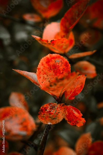 Fototapeta Red leaves of barberis in autumn. Background photo of autumn. Decorative garden shrub. Poster with autumn leaves