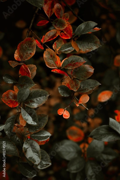Fototapeta Red leaves of barberis in autumn. Background photo of autumn. Decorative garden shrub. Poster with autumn leaves