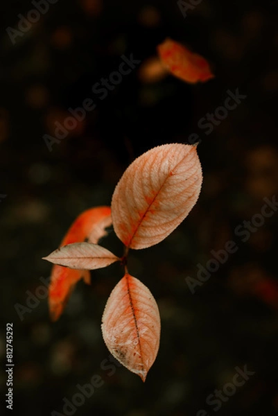 Fototapeta Red leaves of barberis in autumn. Background photo of autumn. Decorative garden shrub. Poster with autumn leaves