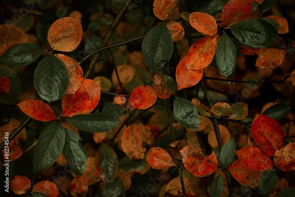 Fototapeta Red leaves of barberis in autumn. Background photo of autumn. Decorative garden shrub. Poster with autumn leaves