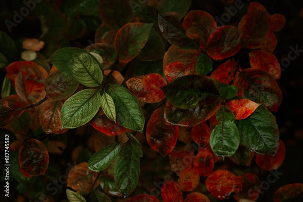 Fototapeta Red leaves of barberis in autumn. Background photo of autumn. Decorative garden shrub. Poster with autumn leaves