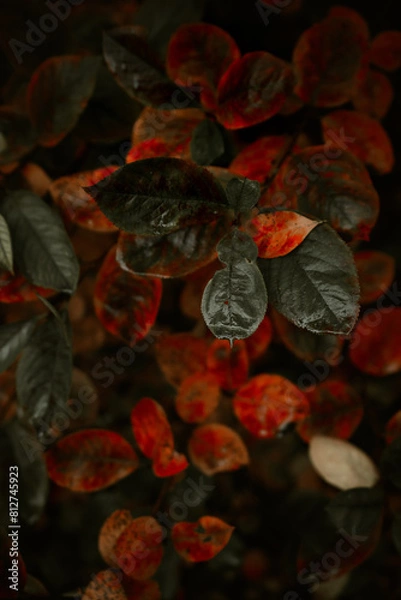 Fototapeta Red leaves of barberis in autumn. Background photo of autumn. Decorative garden shrub. Poster with autumn leaves