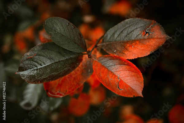 Fototapeta Red leaves of barberis in autumn. Background photo of autumn. Decorative garden shrub. Poster with autumn leaves
