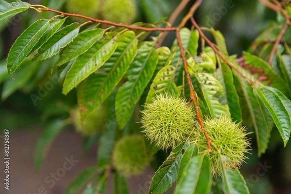 Obraz 秋の味覚栗の木の枝についた毬栗