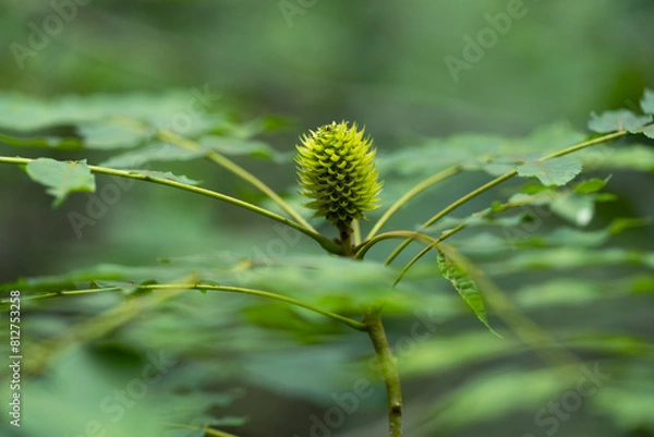 Fototapeta 굴피나무