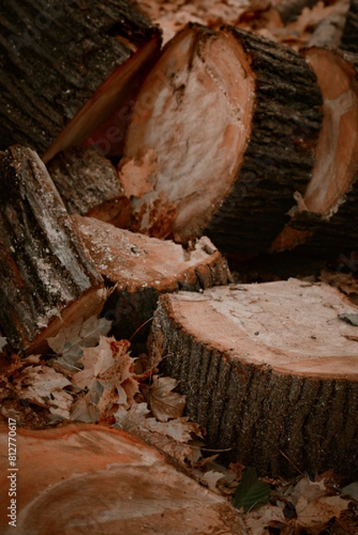 Fototapeta Cutting wood into bars. A view of a sawn tree in the forest. A poster with an image of a sawn tree in pastel colors. Tree cuts with bark
