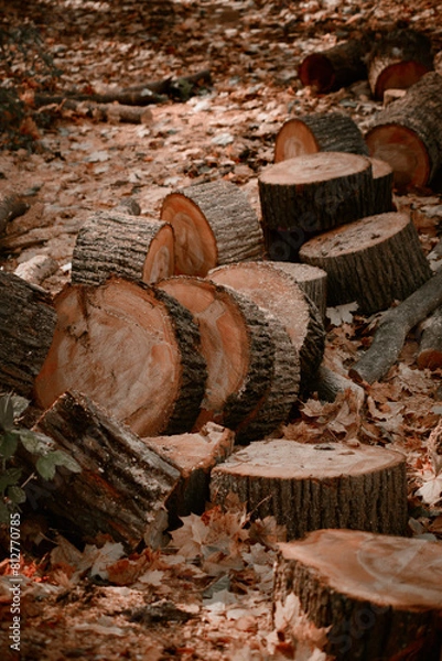 Fototapeta Cutting wood into bars. A view of a sawn tree in the forest. A poster with an image of a sawn tree in pastel colors. Tree cuts with bark
