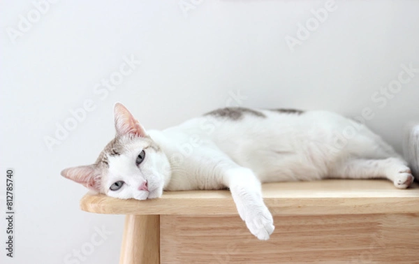 Obraz The cat lay on the wooden bench in white wall home