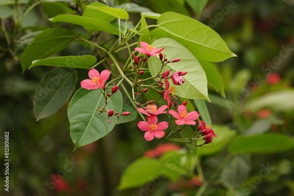 Fototapeta Close-up of Jatropha integerrima flower blooming on a tree