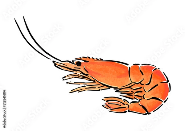 Obraz シンプルな海老（エビ）の手描き線画イラスト