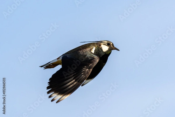 Obraz lapwing in flight
