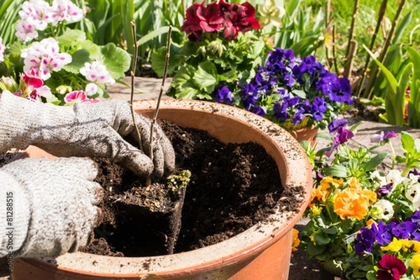 Fototapeta Blumen pflanzen