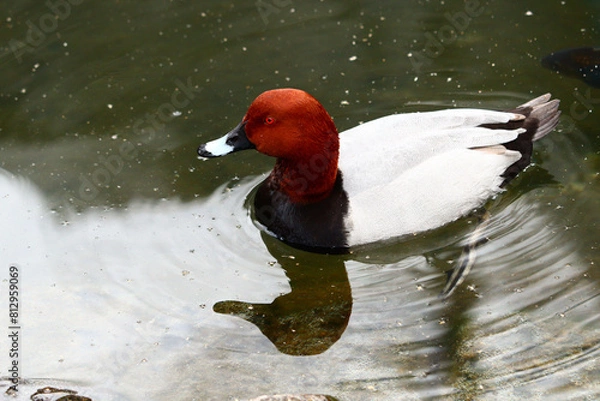 Obraz duck in the water