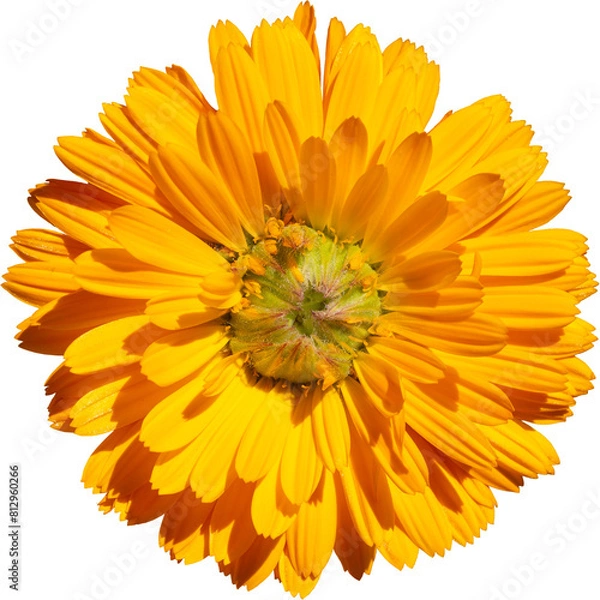 Fototapeta Close up of Marigold, Isolated flower.Calendula officinalis. Calendula flower and buds PNG cutout