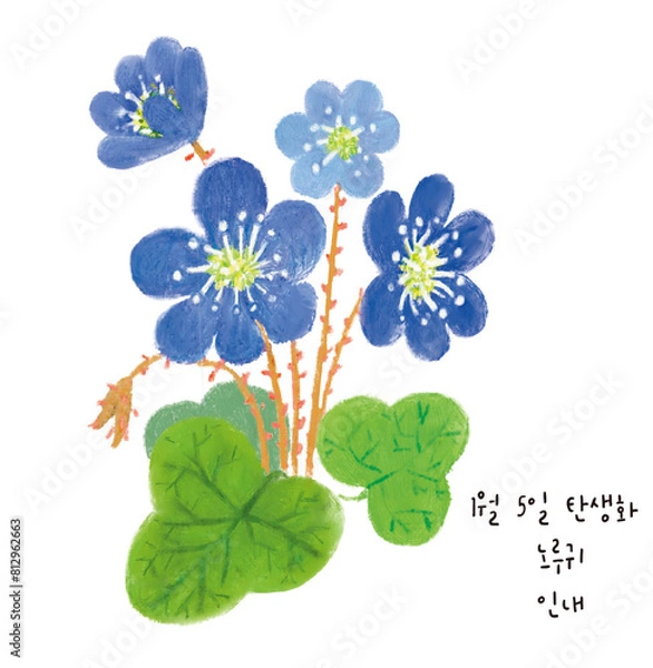 Fototapeta 1월 5일 탄생화 노루귀 손그림