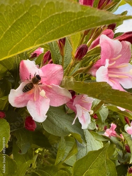 Obraz pink rose bush