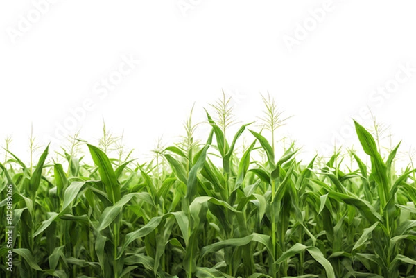 Fototapeta Green corn field isolated on transparent background.