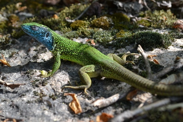 Fototapeta Lacerta viridis