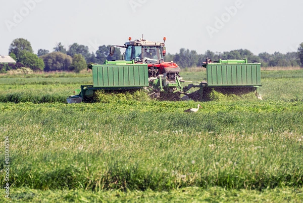 Fototapeta A red tractor mows the grass in the meadow.