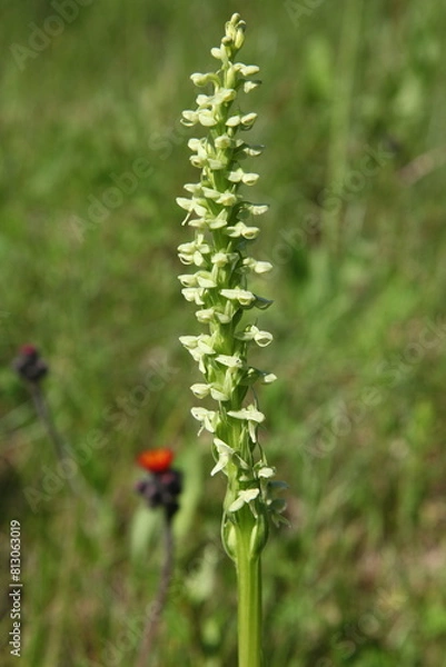 Fototapeta Orchideen in Kanada: Nördliche grüne Orchidee oder Nordwindmoororchidee (Platanthera aquilonis), eine Art selbstbefruchtender Orchidee, die in den Vereinigten Staaten, Alaska und Kanada vorkommt.