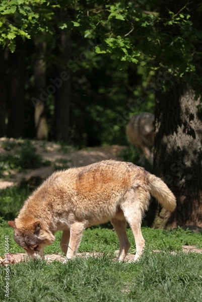 Fototapeta Canadian wolf group in wildpark in Bad Mergentheim in germany.