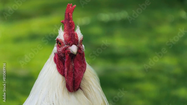 Obraz White rooster on a green background