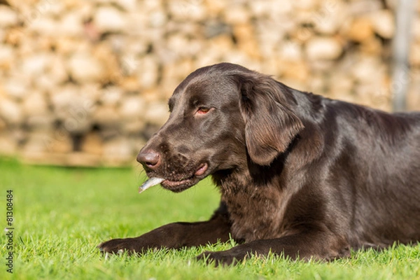 Obraz Hund isst Fisch