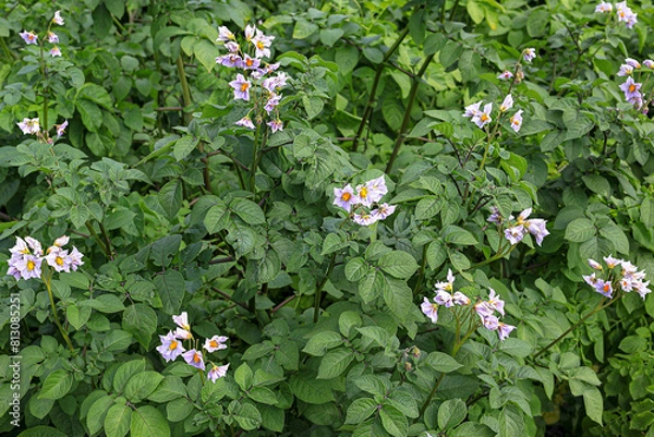 Obraz Field with blooming potatoes