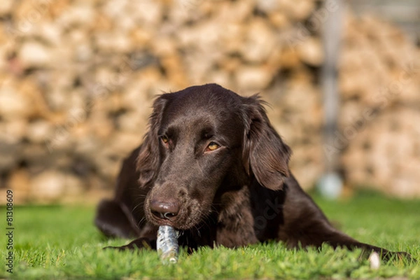 Obraz Hund isst Fisch