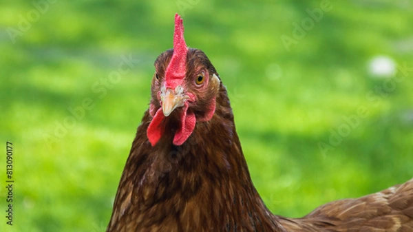 Obraz Red hen on a green background