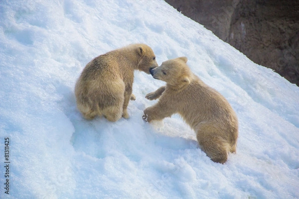 Obraz Two little bears playing in the snow