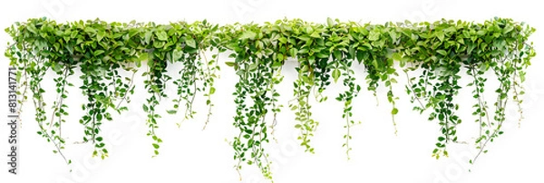 Obraz Green succulent leaves hanging vines ivy bush climbing epiphytic plant (Dischidia sp.) after rain in tropical rainforest garden isolated on white background, nature backdrop with clipping path.