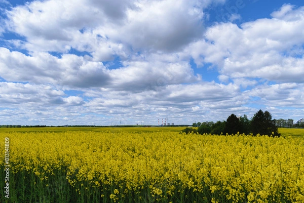 Obraz rapeseed field spring clouds blue sky  landscape beautiful view