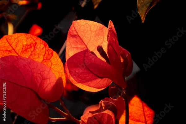 Obraz Bougainvillea controluce