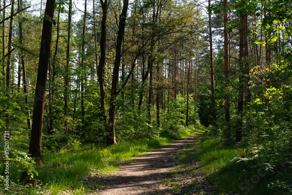 Fototapeta orest path