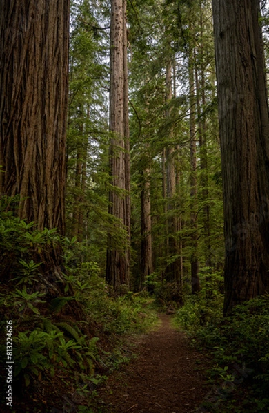 Fototapeta Redwoods Trees Stand Tall Along Trail In Redwood