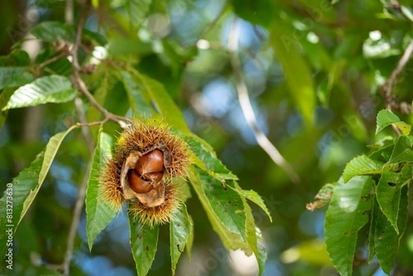 Obraz 木になっている栗の実