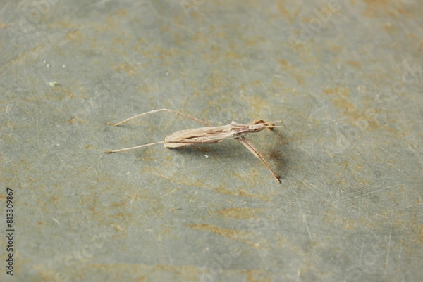 Obraz Insect known as Predator Bedbug or Assassin Bedbug, species Stenopoda Spinulosa, subfamily Stenopodainae, family Reduviidae, suborder Heteroptera and order Hemiptera. On a stone floor.