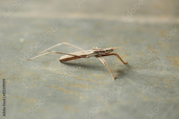 Obraz Insect known as Predator Bedbug or Assassin Bedbug, species Stenopoda Spinulosa, subfamily Stenopodainae, family Reduviidae, suborder Heteroptera and order Hemiptera. On a stone floor.