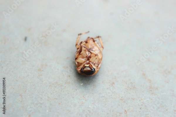 Obraz Bottom view of an insect known as the Masked Beetle, Cake Bug or Chicken Loaf of the species Cyclocephala lurida, scarab beetle of the Scarabaeidae family, Subfamily Dynastinae, on a stone floor.