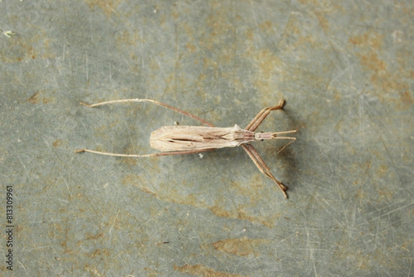 Obraz Insect known as Predator Bedbug or Assassin Bedbug, species Stenopoda Spinulosa, subfamily Stenopodainae, family Reduviidae, suborder Heteroptera and order Hemiptera. On a stone floor.