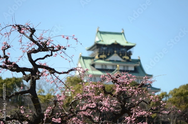 Fototapeta 【大阪】大阪城公園に咲く梅と大阪城天守