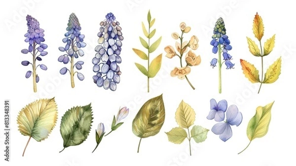 Fototapeta flower and leaves with watercolor assets on a white background,flower and nature motifs