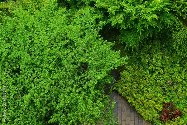 Obraz 上から見下ろした公園の樹木