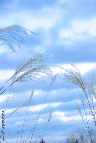 Fototapeta 日本の風景、ススキと青空
