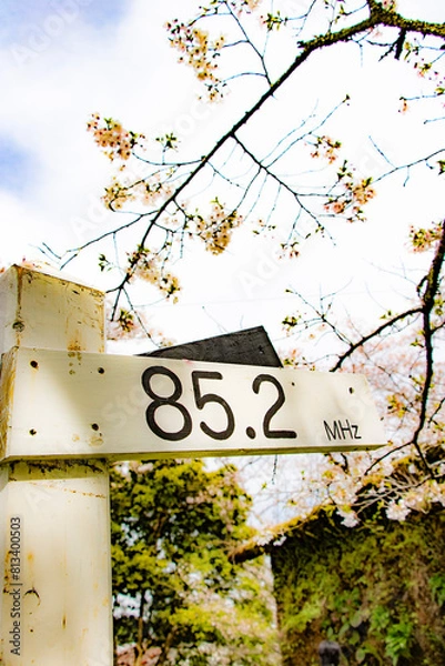 Fototapeta 日本の春の風景、木製の看板と桜